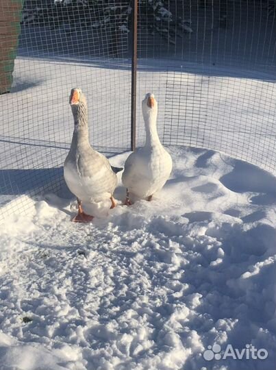 Инкубационное яйцо индейки,гусиные Линда и куриные