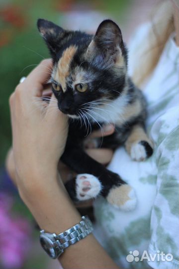 Кошка в дар