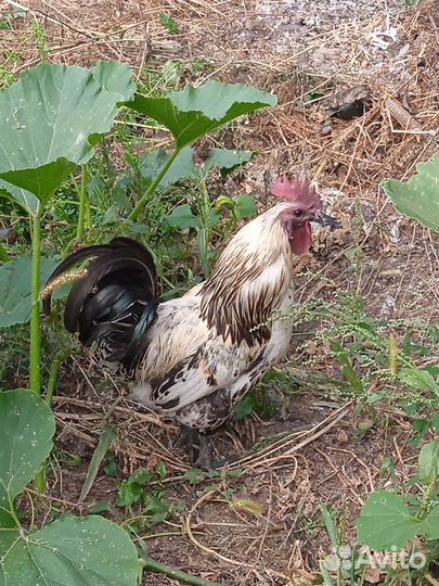 Амераукан, лакеданзи серебро петухи