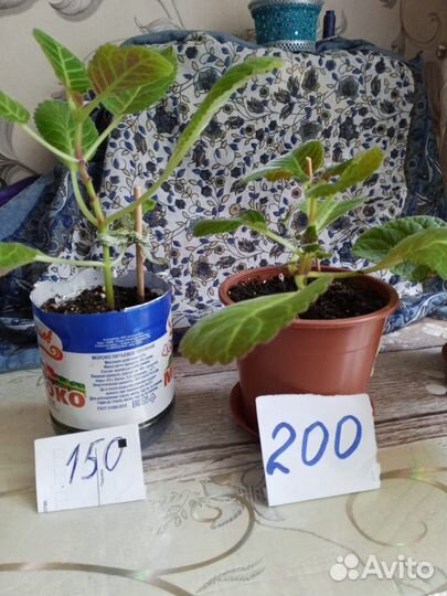 Растения комнатные