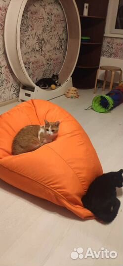 Передержка кошек с лейкозом (влк)