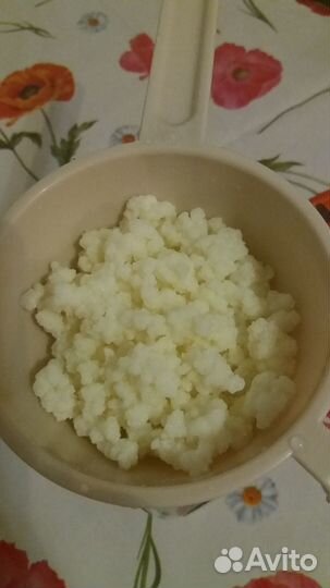 Молочный (кефирный или тибетский) гриб