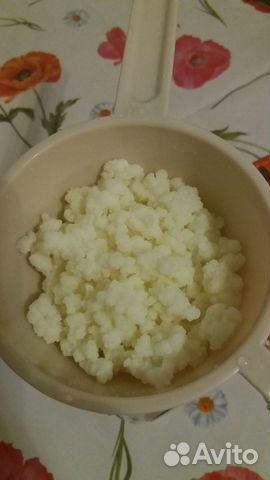 Молочный (кефирный или тибетский) гриб