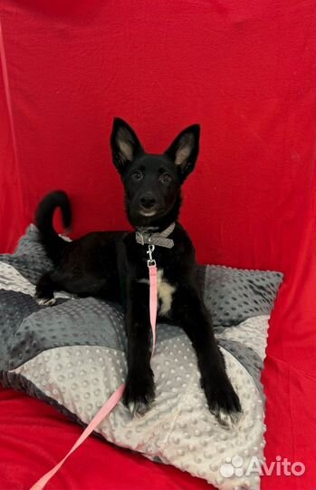 Чёрный щенок