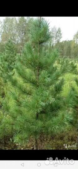 Крупномеры для озеленения