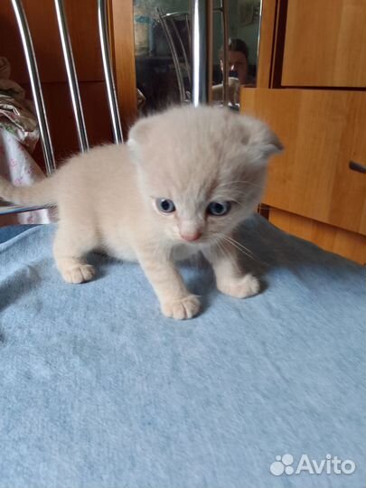Отдам котика