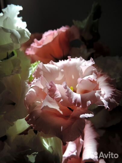 Фотоаппарат Nikon coolpix p520