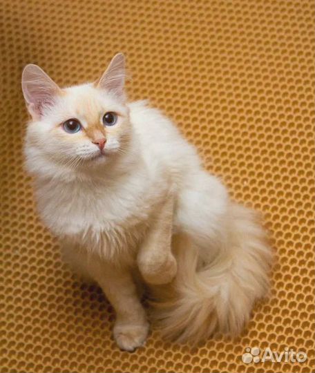 Кошечка в добрые руки