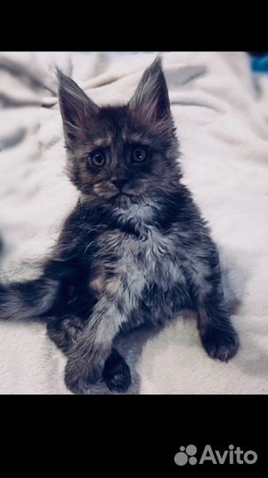 Котята мейнкун полидакты и класс. вязка мейнкун