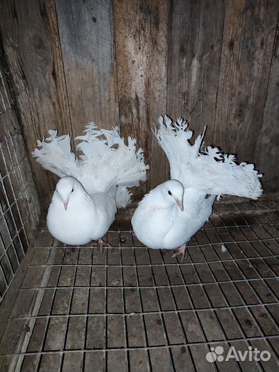 Декоративные голуби