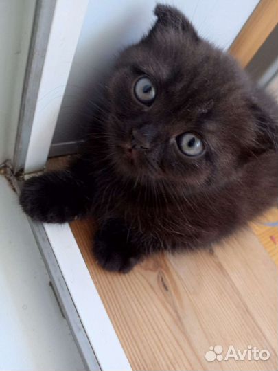 Вислоухие котята