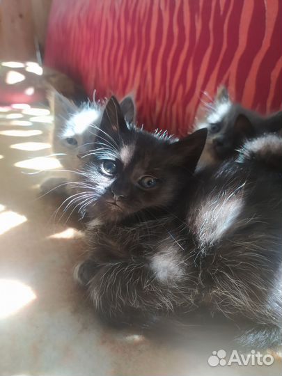 4 котëнка в добрые руки