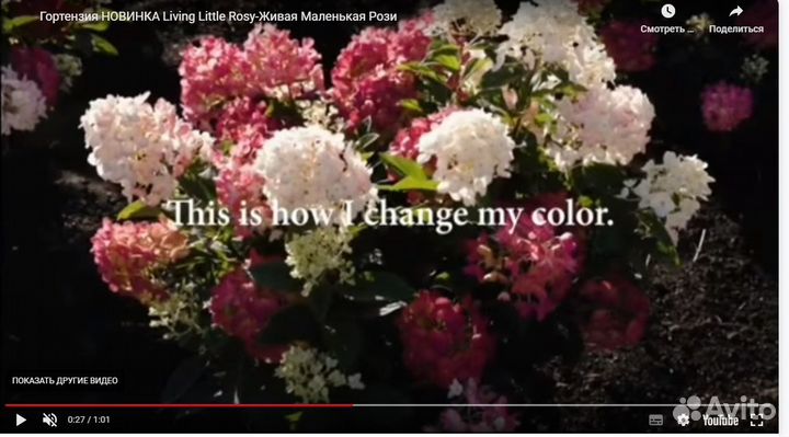 Новинка 2023 г. Гортензия метельчатая Литтл Рози