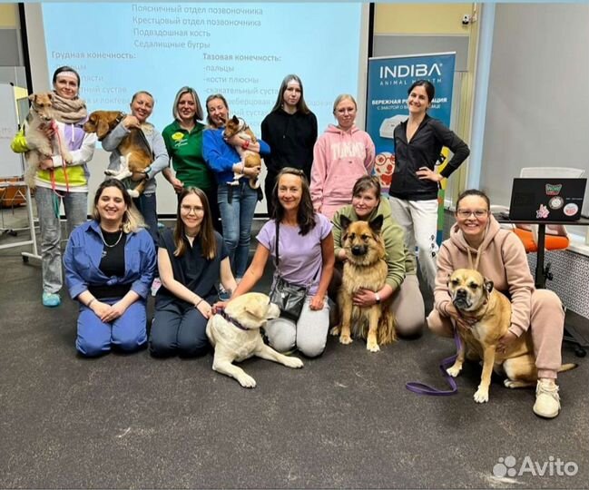 Дрессировка собак / Перевод на вдтп / Массаж