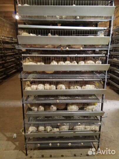 Металические клетки для перепелов