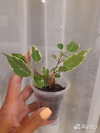 Комнатые цветы. Фикусы разные