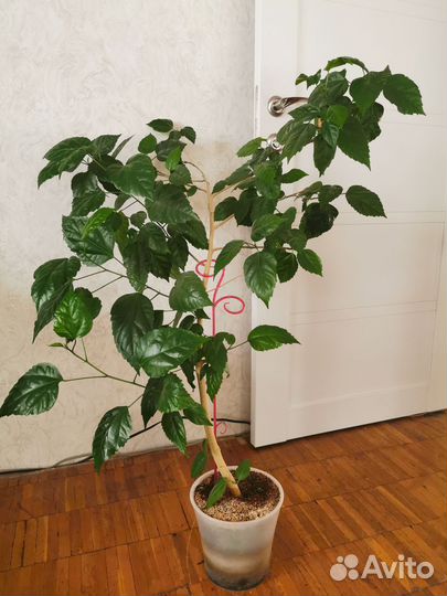 Гибискус китайская роза