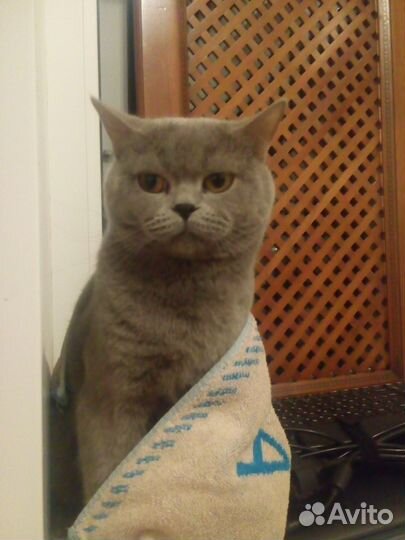 Британский кот для вязки