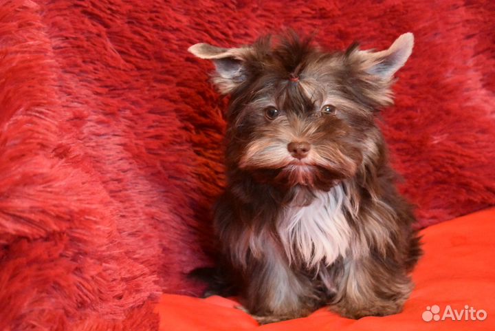 Йорк - мальчик шоколадка