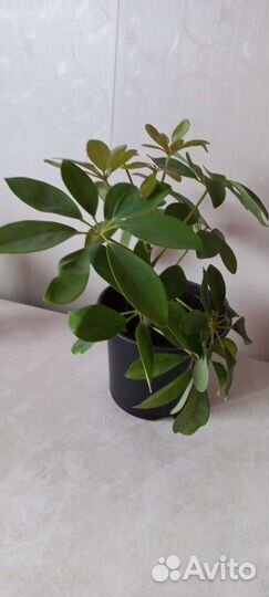 Шефлера. Комнатный цветок. Для офиса растение