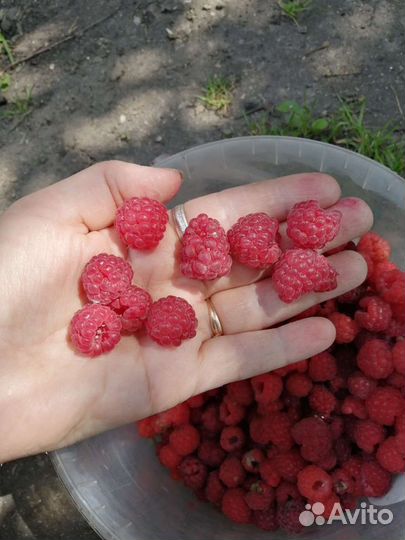 Саженцы малины