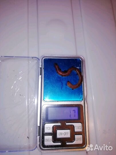 Продажа выползков (Дендробена Венета)