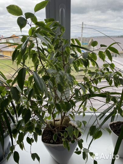 Комнатные цветы