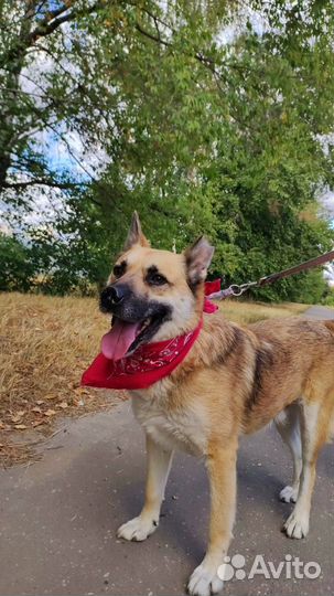 Спасите Заю из приюта