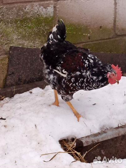 Молодые петухи