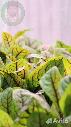 Семена для микрозелени/ Гарантия всхода