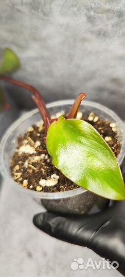 Филодендроны разные