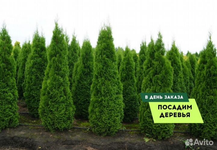 Туя Брабант 1,5 м