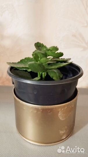 Каланхоэ цветущий