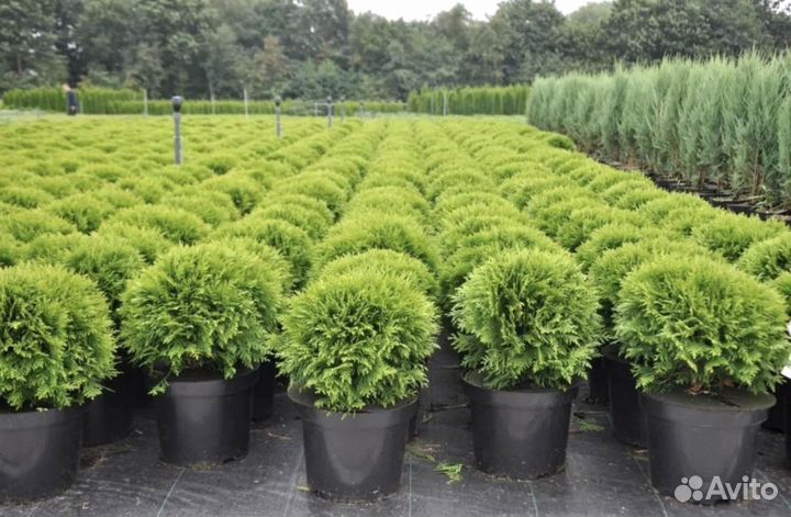 Туя шаровидная