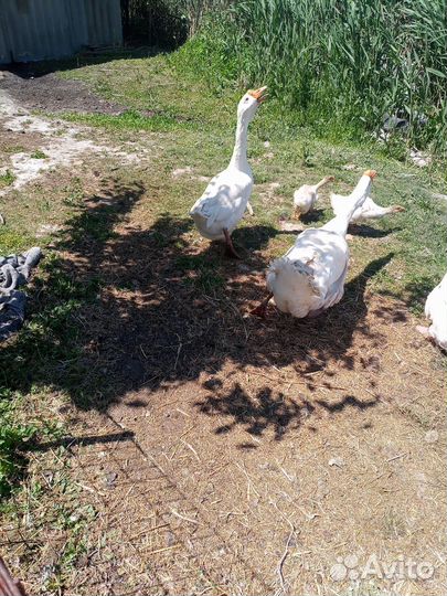 Холмогорские гуси