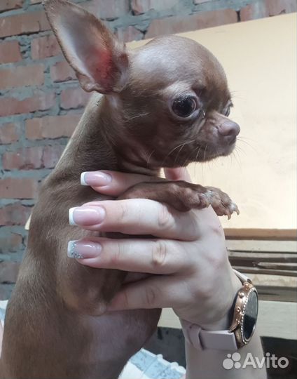 Щенки чихуахуа мальчишки