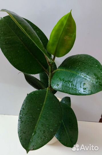 Фикус каучуконосный