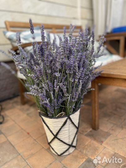Лаванда в пучках свежесрезанная подсушенная