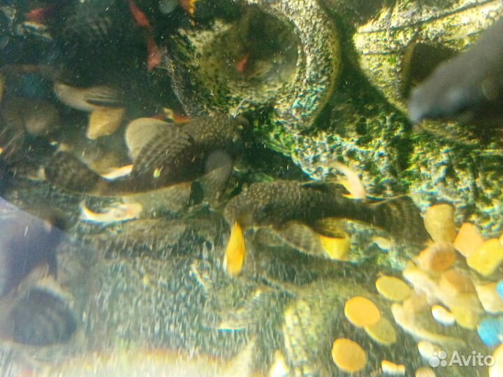 Аквариумные рыбки