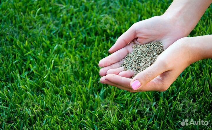 Семена газонной травы