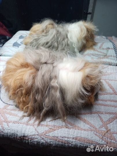 Морская свинка альпака мальчик