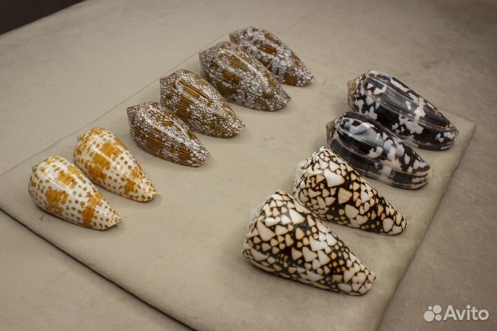 Морские ракушки Конусы 150-180р/шт