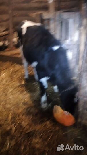 Продаются телята