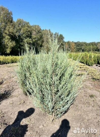 Можжевельник колоновидный Блю Эрроу