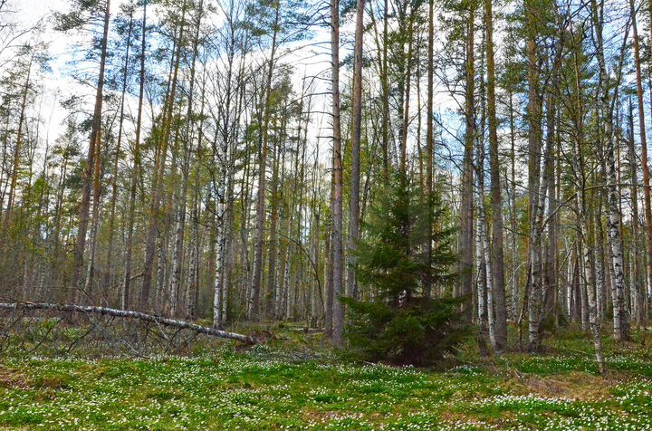 Участок 20,3 сот. (СНТ, ДНП)