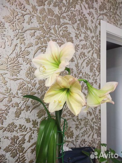 Диффенбахия