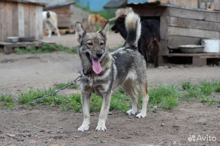 Капля