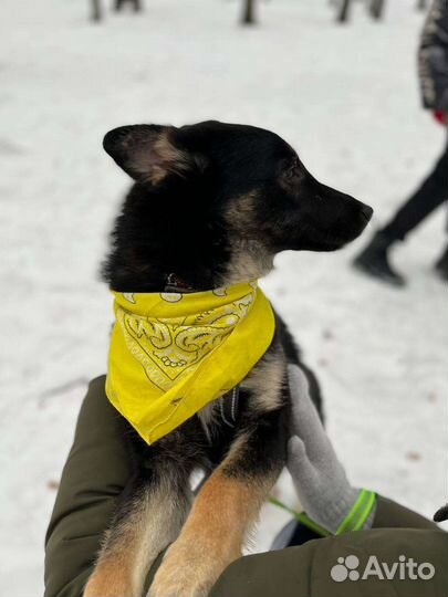 Собака в добрые руки