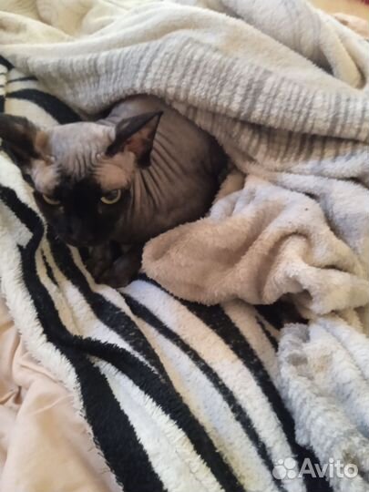 Канадский сфинкс