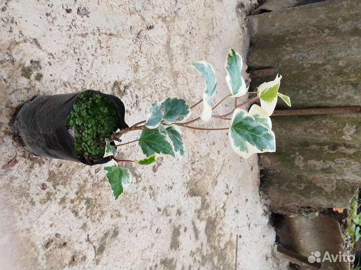 Плющ канарский